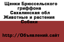 Щенки Брюссельского гриффона - Сахалинская обл. Животные и растения » Собаки   